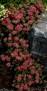 Acaena microphylla