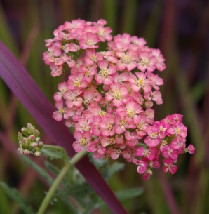 Achillea 'Lachsschonheit' ('Salmon Beauty')
