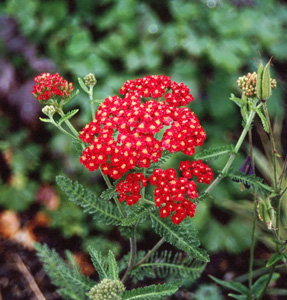 Achillea 'Paprika' (Joy Creek Select)