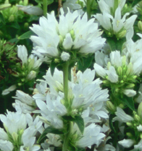 Campanula glomerata 'Schneekrone' ('Crown of Snow')