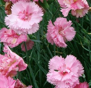 Dianthus 'Aqua'