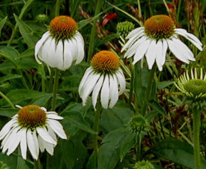 Echinacea purpurea 'White Swan'