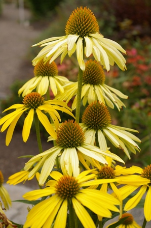 Echinacea 'Sunrise' PP49760