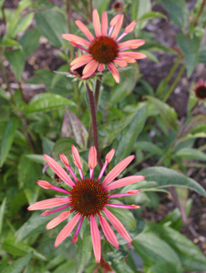 Echinacea 'Sunset' PPAF