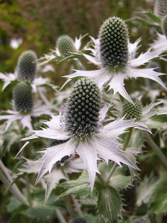 Eryngium giganteum