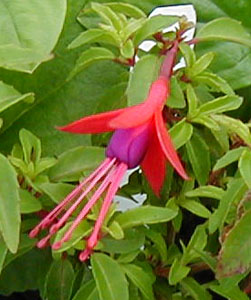 Fuchsia 'David' (W.P. Wood, 1949)