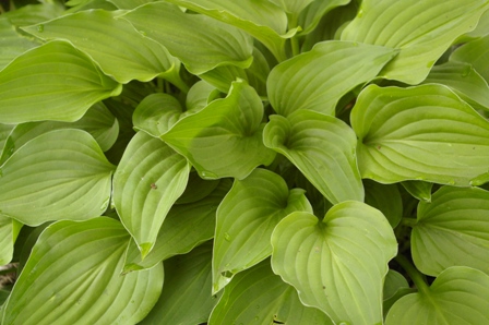 Hosta 'Allen P. McConnell' (Seaver)
