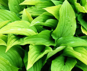 Hosta 'Lemon Lime' (Savory)