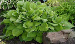 Hosta 'August Moon' (Summers)