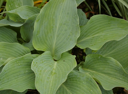 Hosta 'Blue Wedgewood' (Smith, BHHS)