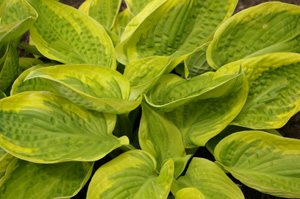 Hosta 'Shade Fanfare' (Aden, 1986)