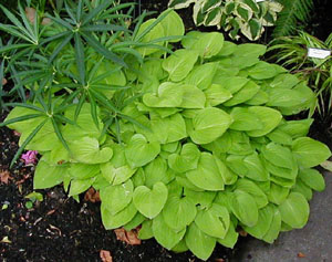 Hosta 'Golden Scepter' (Savory)