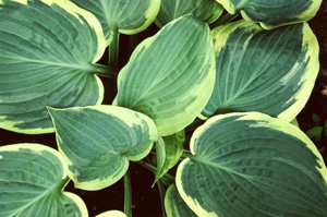Hosta 'Fringe Benefit' (Aden)