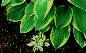 Hosta 'Masquerade' (venusta variegated)