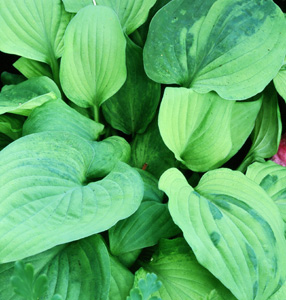 Hosta 'Resonance' (Aden)