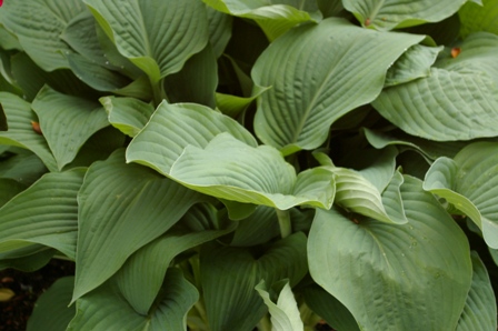Hosta 'Birchwood Elegance' (Shaw)