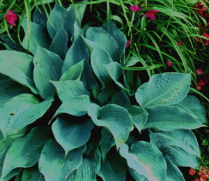 Hosta 'Hadspen Blue' (Smith, Ruh)