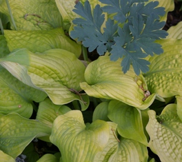 Hosta 'Piedmont Gold' (Payne)
