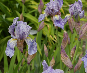 Iris kamaonensis