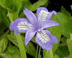 Iris gracillipes