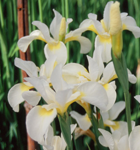 Iris siberica 'Butter and Sugar' (McEwen, '77)