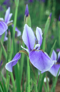 Iris siberica 'Harpswell Haze' (McEwen)