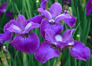 Iris siberica 'Indy' (Hollingsworth, '85)