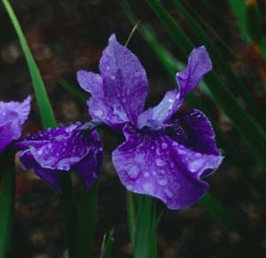 Iris siberica 'Jaybird' (Hager, '82)