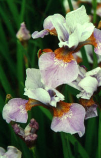 Iris siberica 'Lady Vanessa' (Hollingsworth)