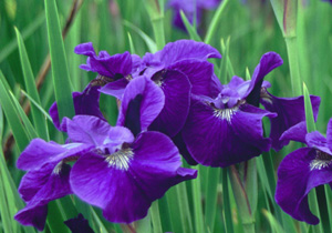 Iris siberica 'Laughing Brook' (Waite, 1984)