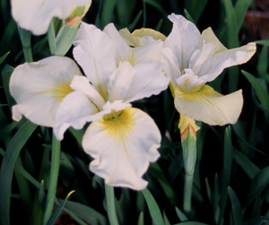 Iris siberica 'Moonsilk'