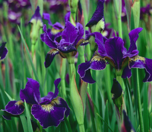 Iris siberica 'Adj' (McEwen, 1983)