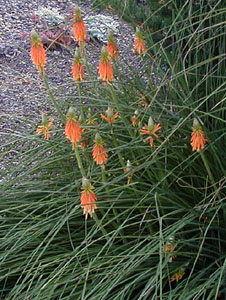 Kniphofia triangularis (galpinii)