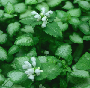 Lamium maculatum 'White Nancy'