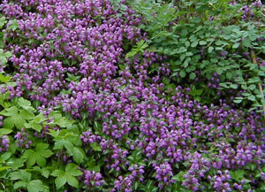 Lamium maculatum 'Checkers'