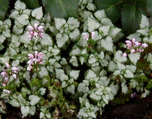 Lamium maculatum 'Shell Pink'