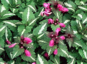 Lamium maculatum 'Brocade'