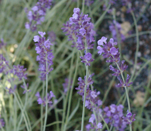 Lavandula 'Carolyn Dille' ( 'Sleeping Beauty') (Thomas DeBaggio, 1988)