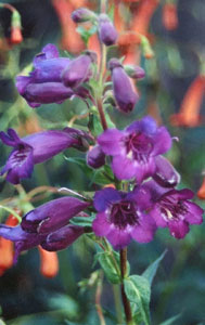 Penstemon 'Blue Midnight' (Midnight)