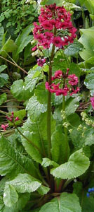 Primula japonica (red strain)