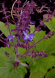 Salvia forskaohlei