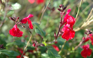 Salvia microphylla (grahamii)