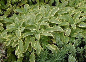 Salvia officinalis 'Icterina' ('Aurea Variegata')