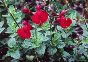 Salvia microphylla var. wislizenii (lemmonii)
