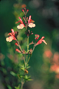 Salvia jamensis(x) 'Sierra San Antonio'