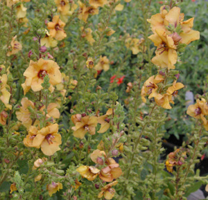 Verbascum 'Sierra Sunset' PPAF
