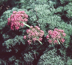 Lomatium columbianum
