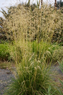 Deschampsia caespitosa 'Goldgehange'