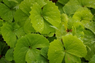 Achlys triphylla