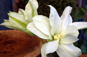 Clematis ALABAST ('Poulala') (Mogens Olsen, Poulsen Roser International)